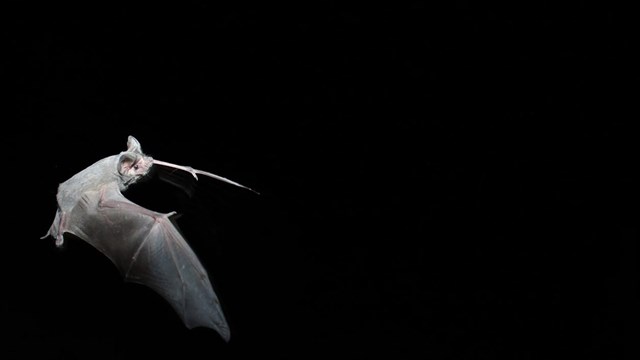 a mexican free tailed bat flies at night