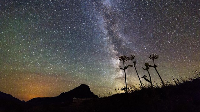 the milky way with silhouettes of plants in the foreground