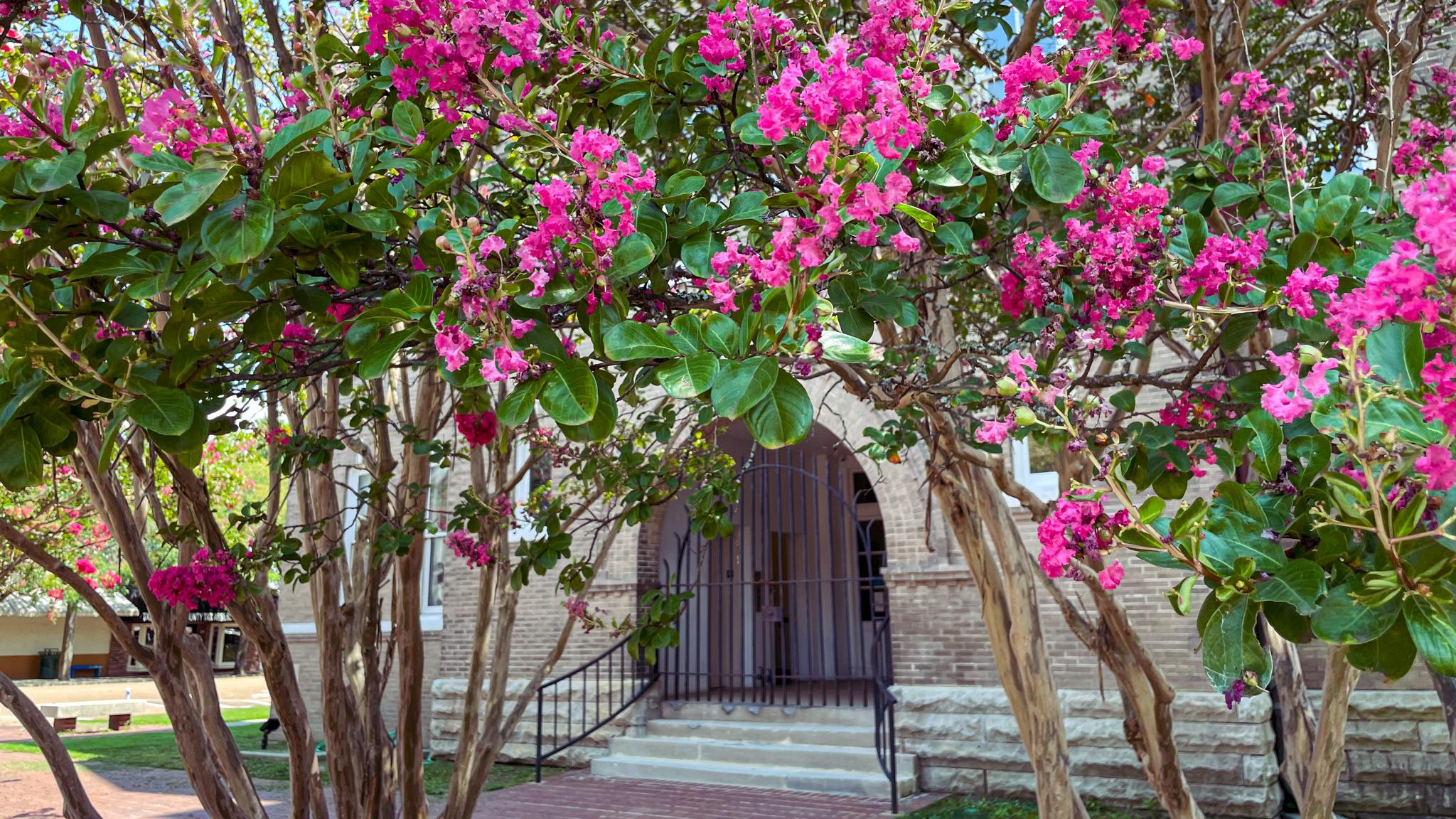 Pink crepe myrtles in bloom frame the iron gate to a historic courthouse