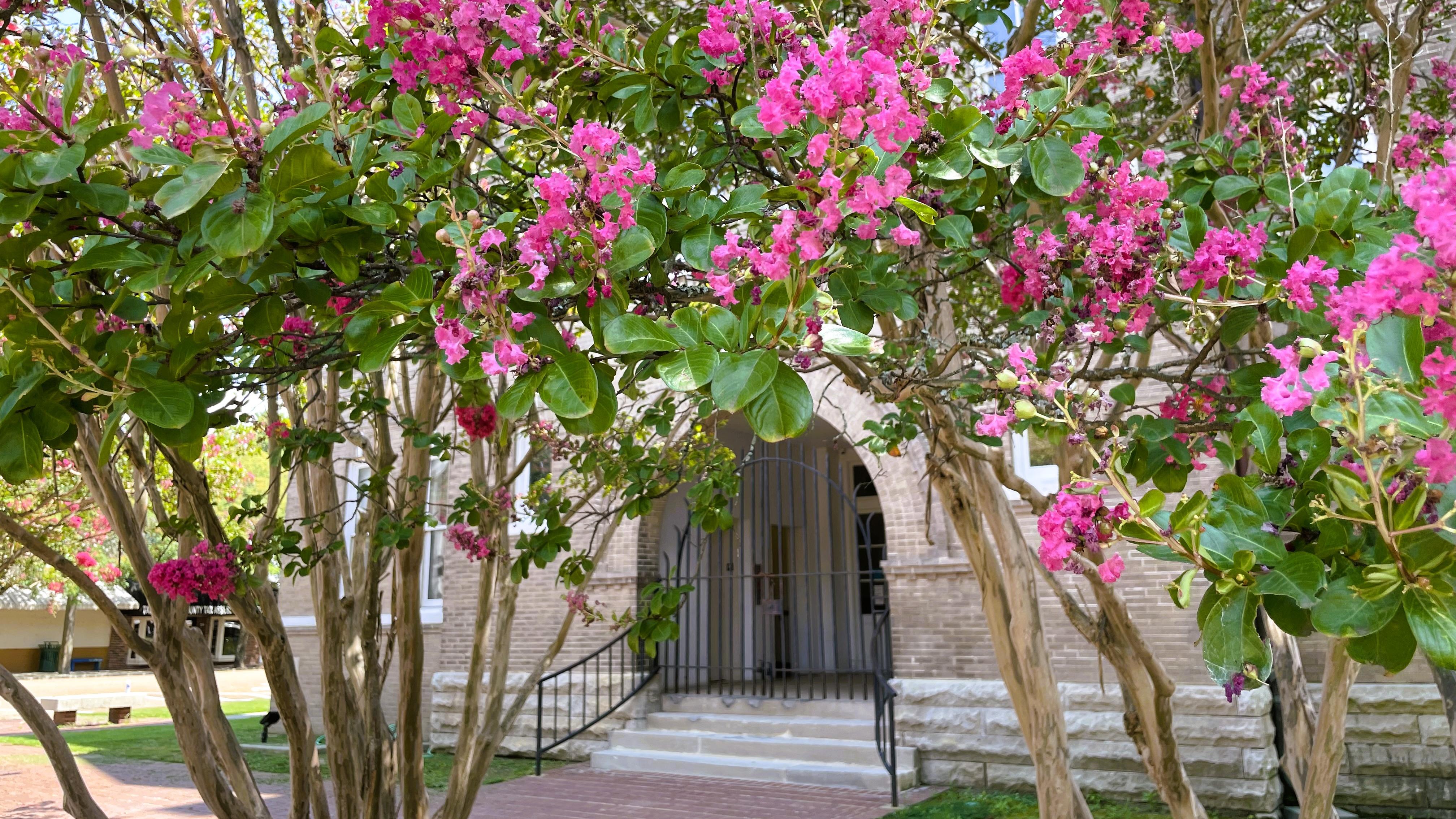 crepe myrtles in bloom