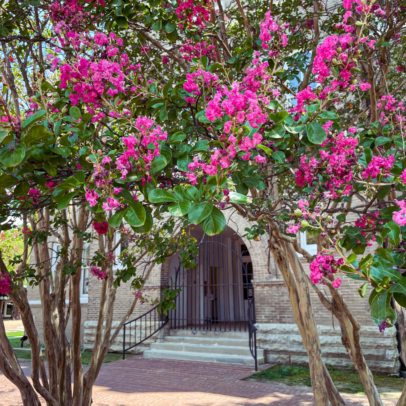 Pink crepe myrtles in bloom frame the iron gate to a historic courthouse