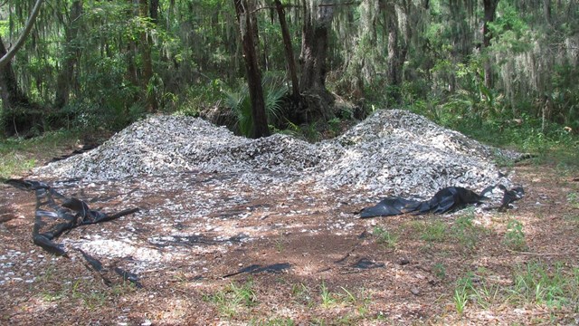 shell piles in the forest