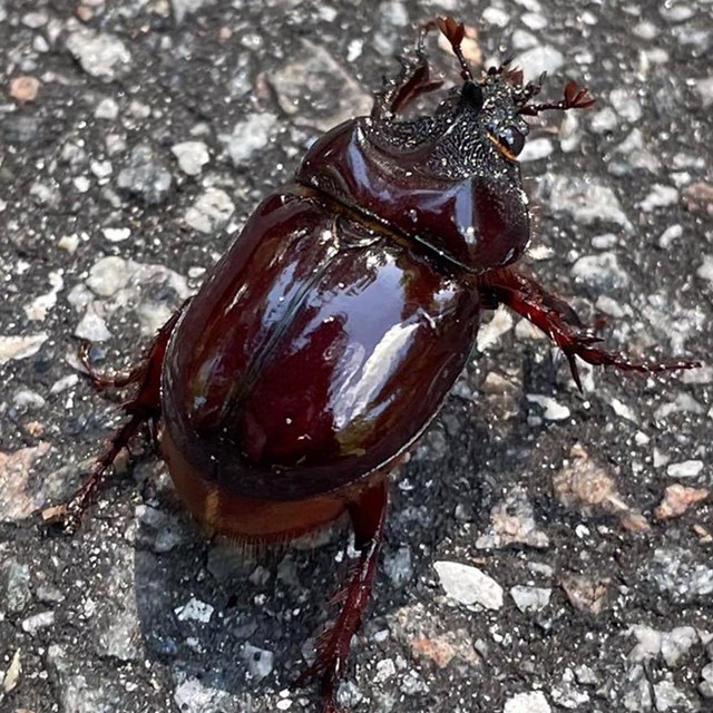 brown beetle on the asphalt 