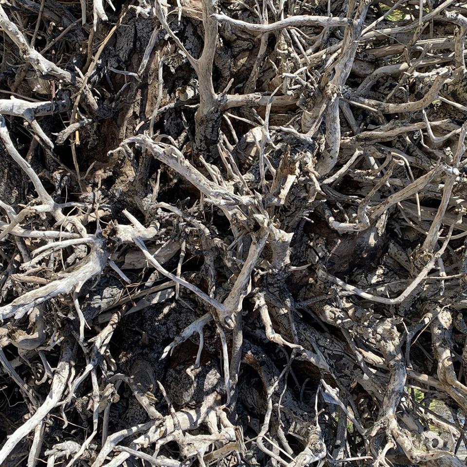 driftwood up close 