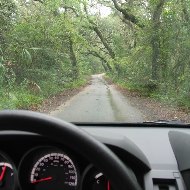 a car dashboard and through window a road into a canopied forest 