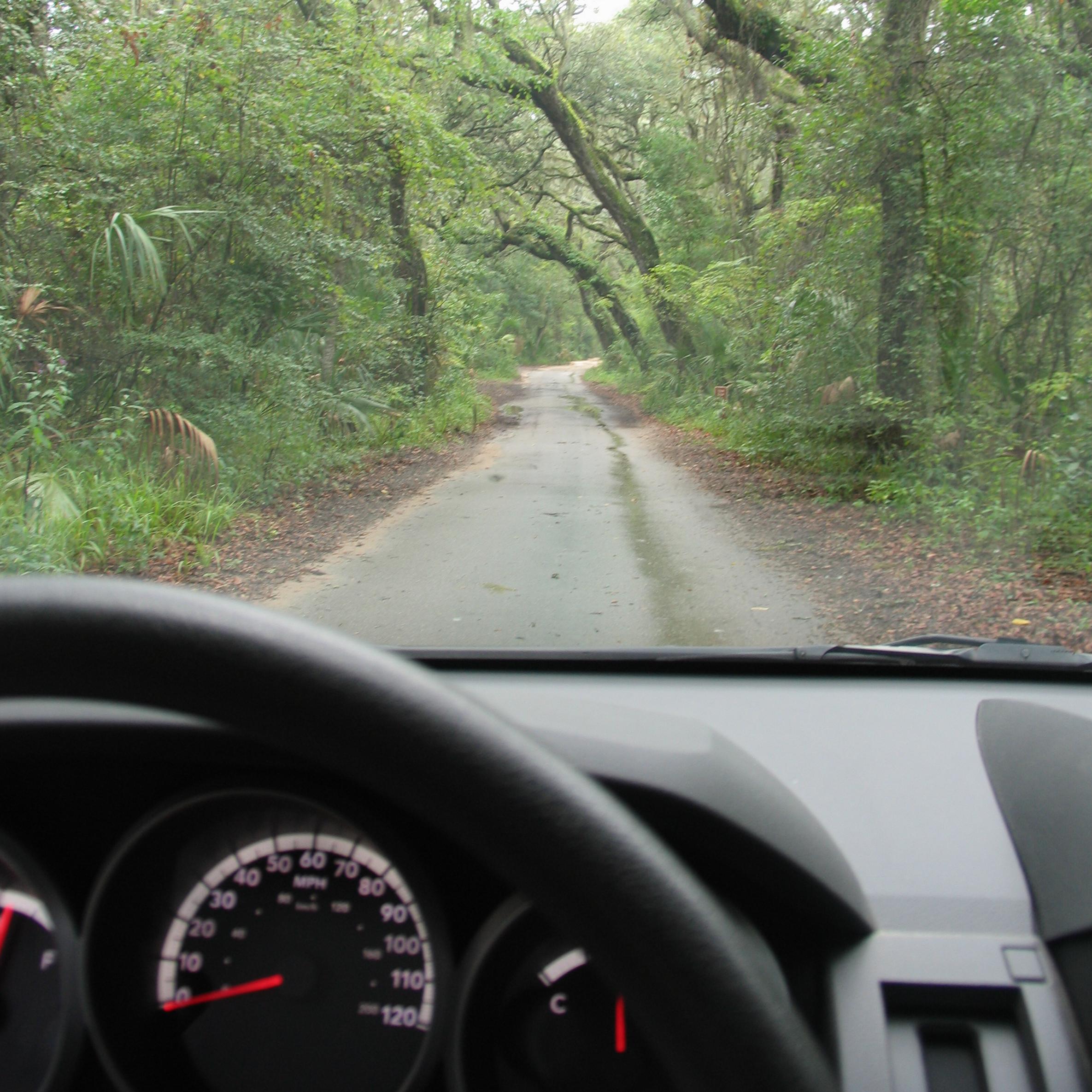 car driving down road linned with canapy of trees from driver perspective 