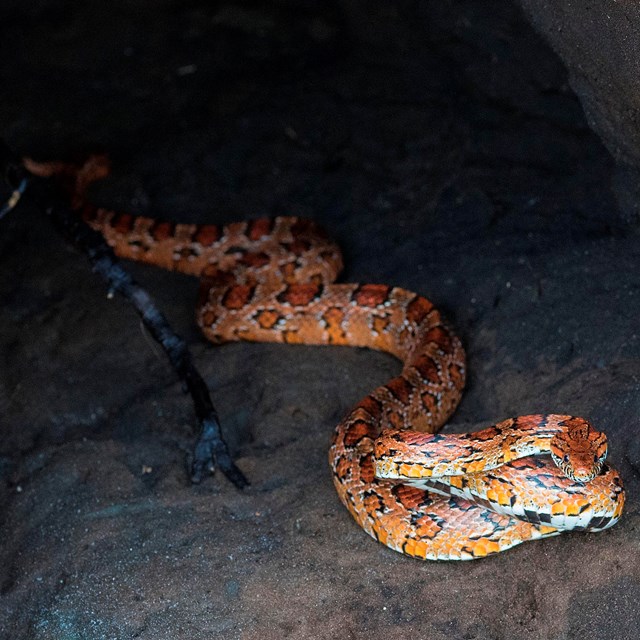 a corn snake in a cave Rasmussen photo