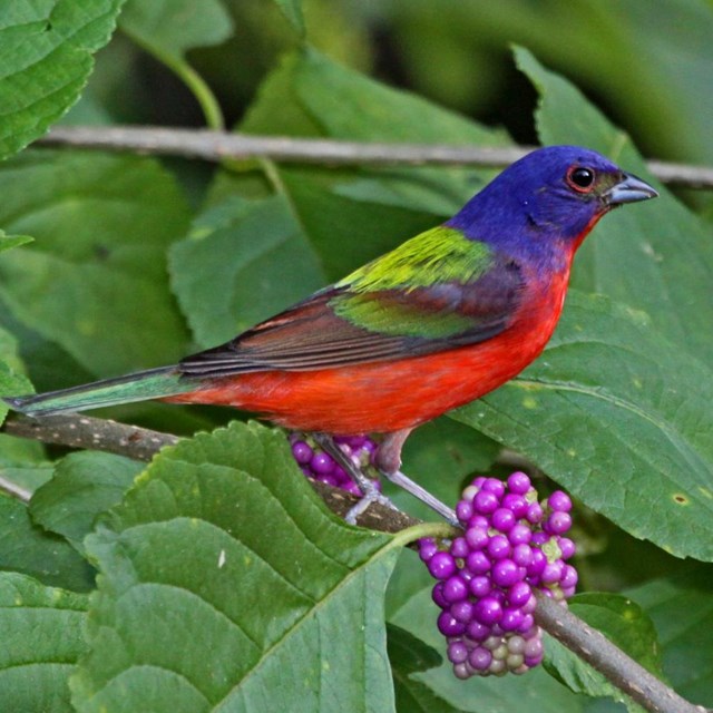 a bright red, green and blue song bird sits on a branch with vivid purple berries