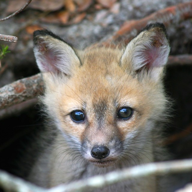 a baby fox head peaks under roots