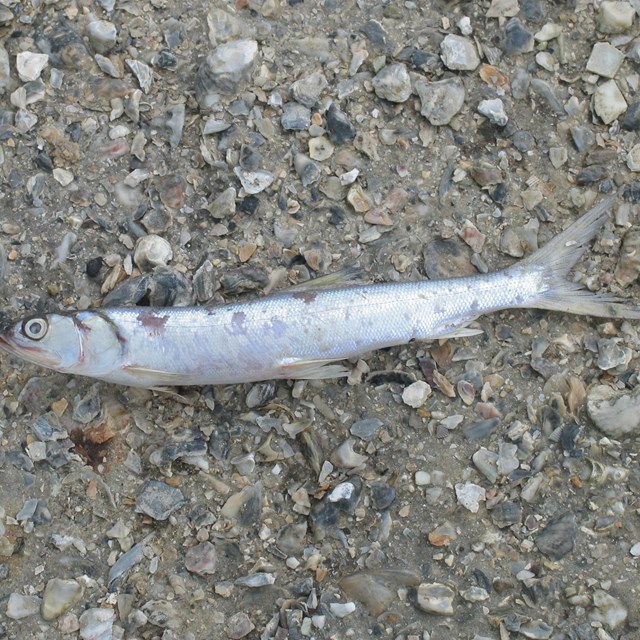 a small fish lying on ground