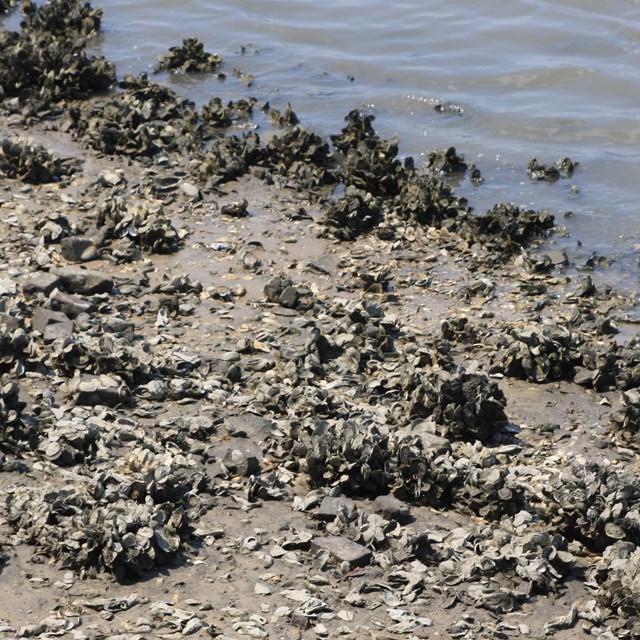 an oyster bed on the water