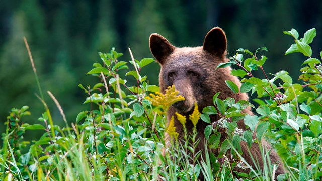 bear peeking above grass
