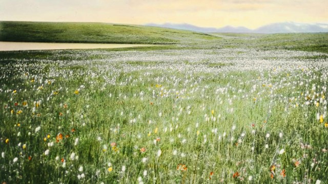 camas blooms on weippe prairie