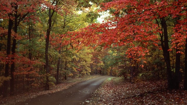 fall colors along old trace