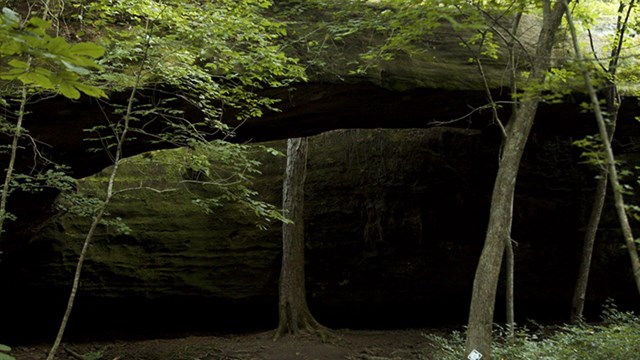 A large tree grows through a hole in a rock outcropping.