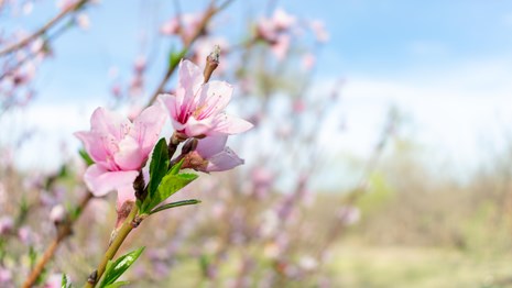 pink peach blossoms stretching into the distance