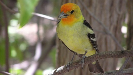 yellow and orange western tanager