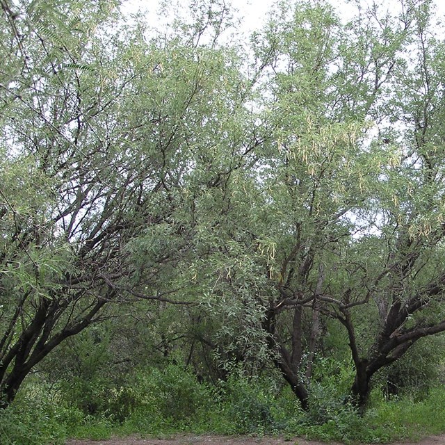 mesquite trees with seed pods, trail