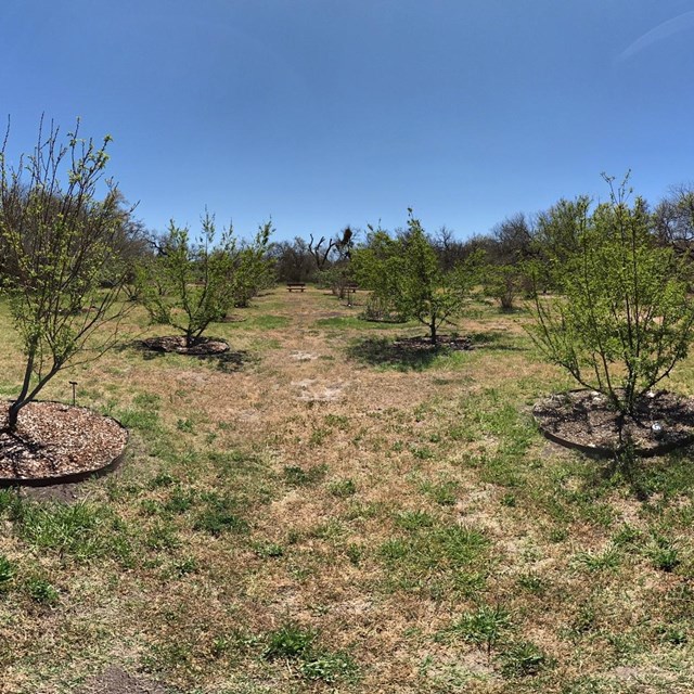 spherical panoramic photo of orchard fruit trees
