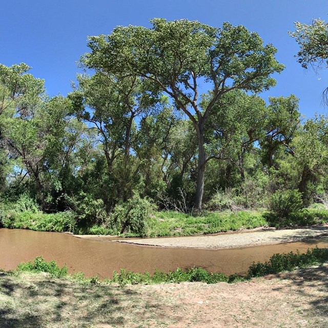 spherical panoramic photo of river with cottonwood trees