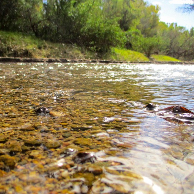 closeup of river at water's edge
