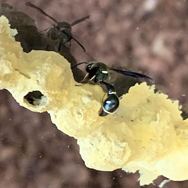A carpenter wasp crawling on a hive.