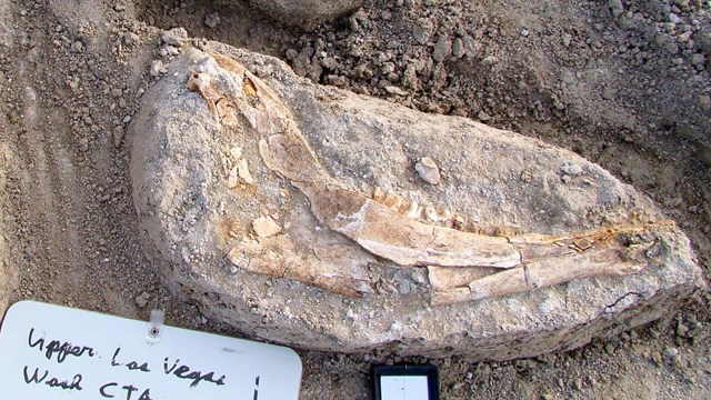 Two halves of a fossil bison jaw in an excavation pit