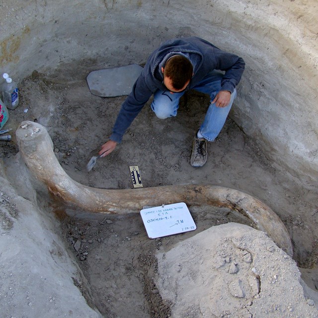A man excavates a mammoth tusk in a pit.