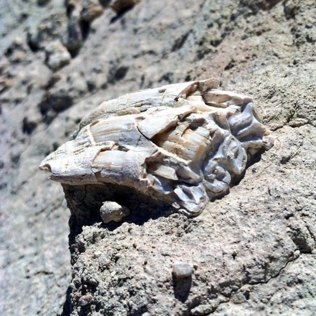 A fossil horse tooth in sediment