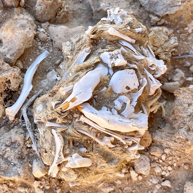 An owl pellet with rodent bones on the ground surface.