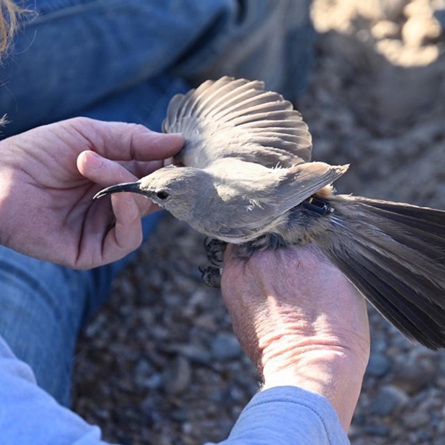 A woman places a radio tag on a LeConte's thrasher bird.
