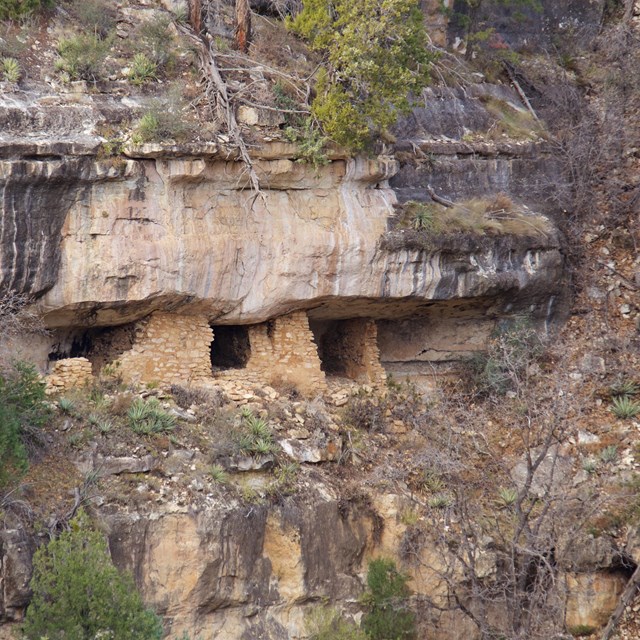 cliff dwellings under a prominent white bluff surrounded by pine trees