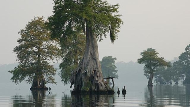 swamp picture with link to article