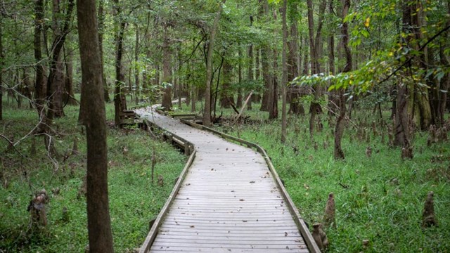 walking bridge over swamp in Congaree National Park