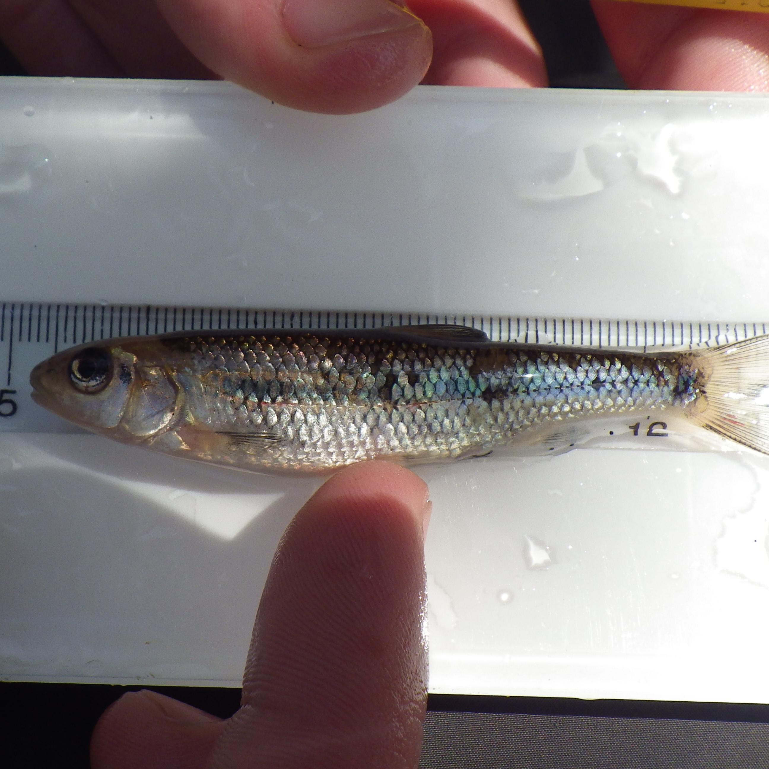 Nongame Fish Species 