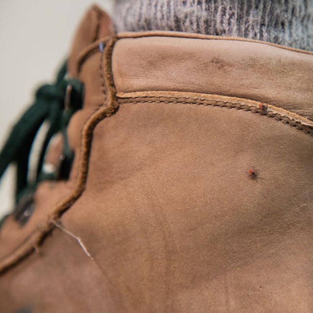 Close up photo of hiking boot with ticks on it. Ticks are tiny brown & black arthropods with 8 legs