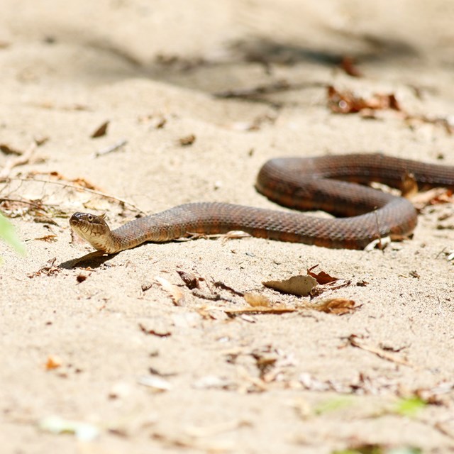 small grey-brown snake slithering over sandy ground with pebbles, sticks, and a sapling.