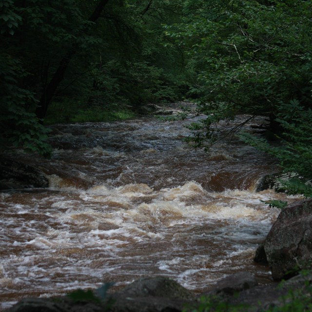 River in forest with high, rough waters. Water is brown with white rapids.