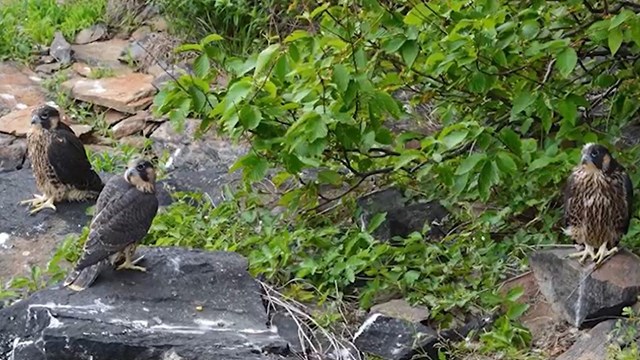 Three young peregrine falcons stand on a rocky shelf.