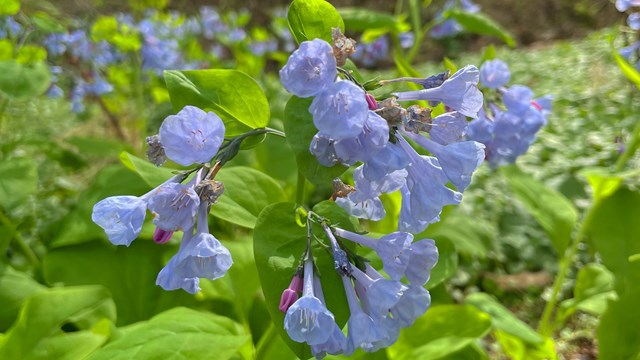 Closeup photo of bluebell flowers in a field of green vegetation