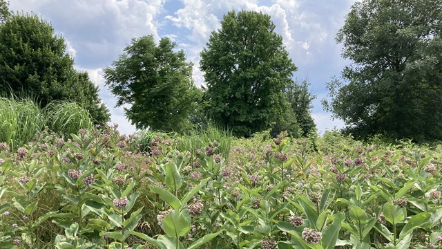 Photograph of a meadow landscape with verdant milkweed plants and oak trees under a blue sky.