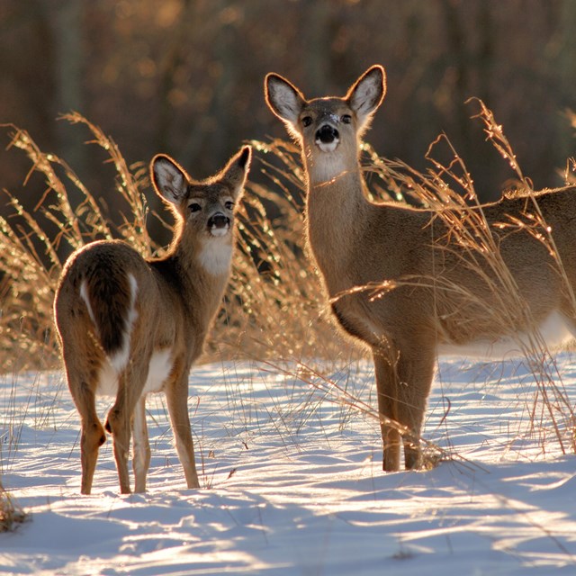 Two white tailed deer stand in the snow.