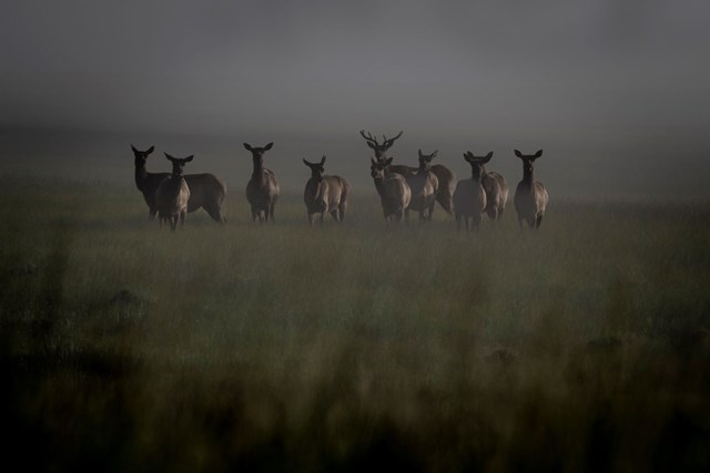 A small group of elk looks at us from a foggy valley.