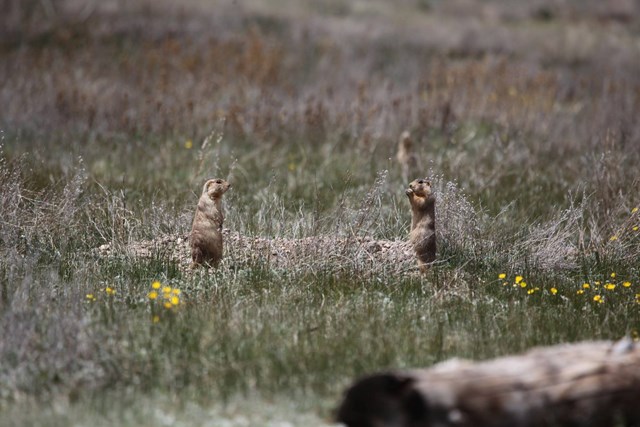 Two prairie dogs stand next to each other in a grassy environment.