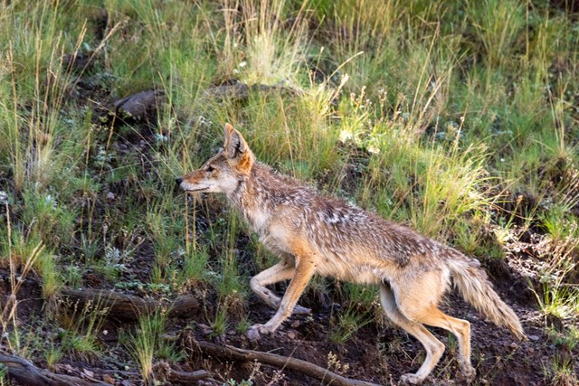 A coyote climbs a grassy slope.