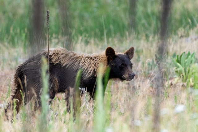 A black bear with blonde fur walks through a wooded area.