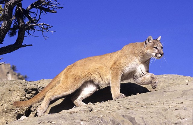 A mountain lion walks across a rocky outcrop against a blue sky.