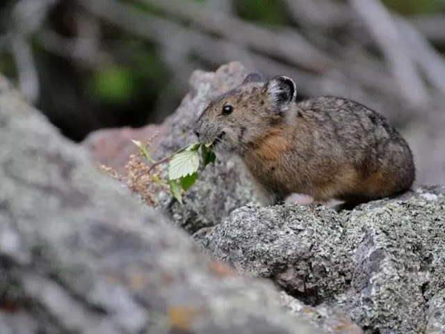 A tiny rodent with round ears rests on a rock with green leaves in its mouth.