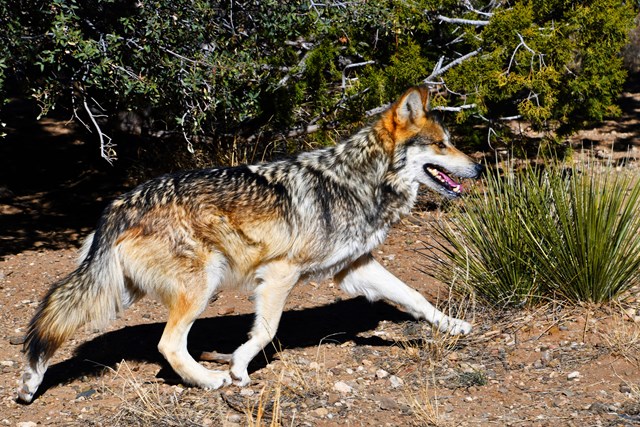 A black, gray, and buff-colored wolf trots through a brushy landscape.