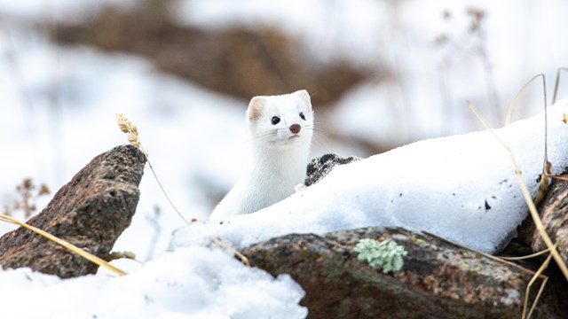A weasel with white fur blends in with its snowy surroundings.